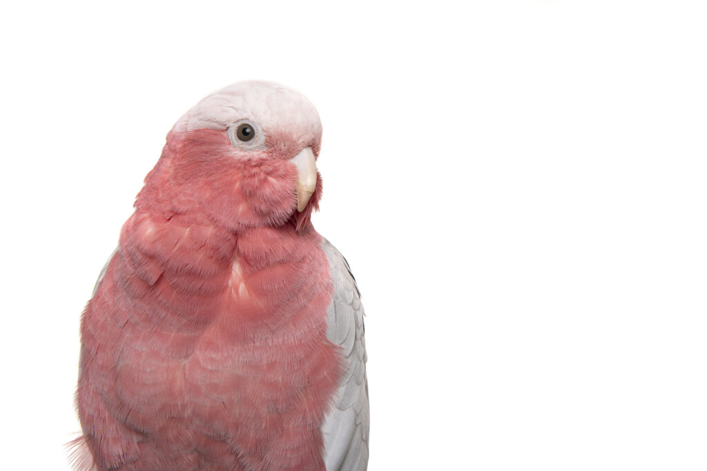 close up of a galah cockatoo