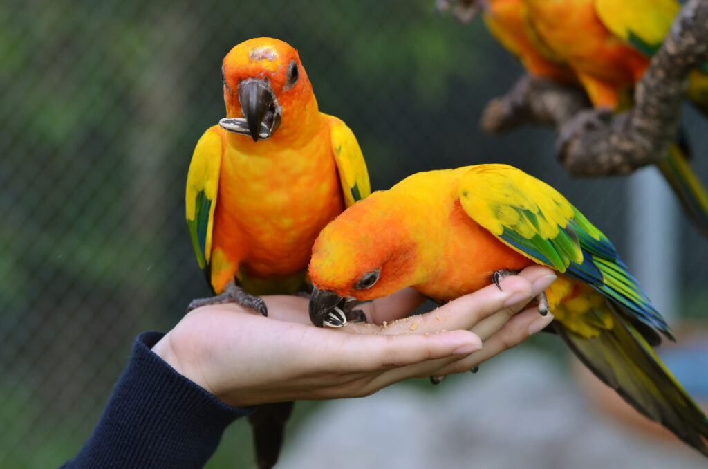 Sun Conures eating out of a hand