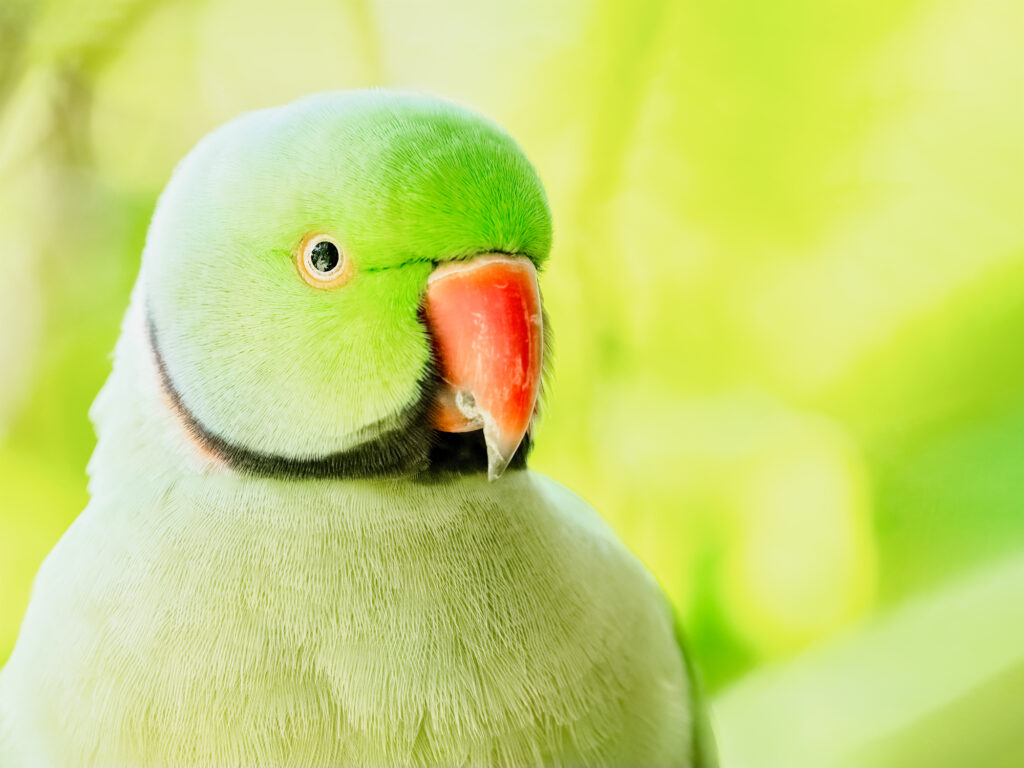 Close up of a green indian ringneck parakeet