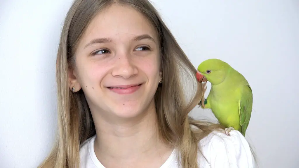 Inidian ringneck parakeet on girls shoulder