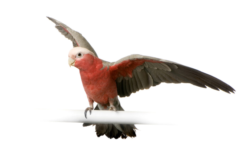 rose breasted cockatoo on a perch