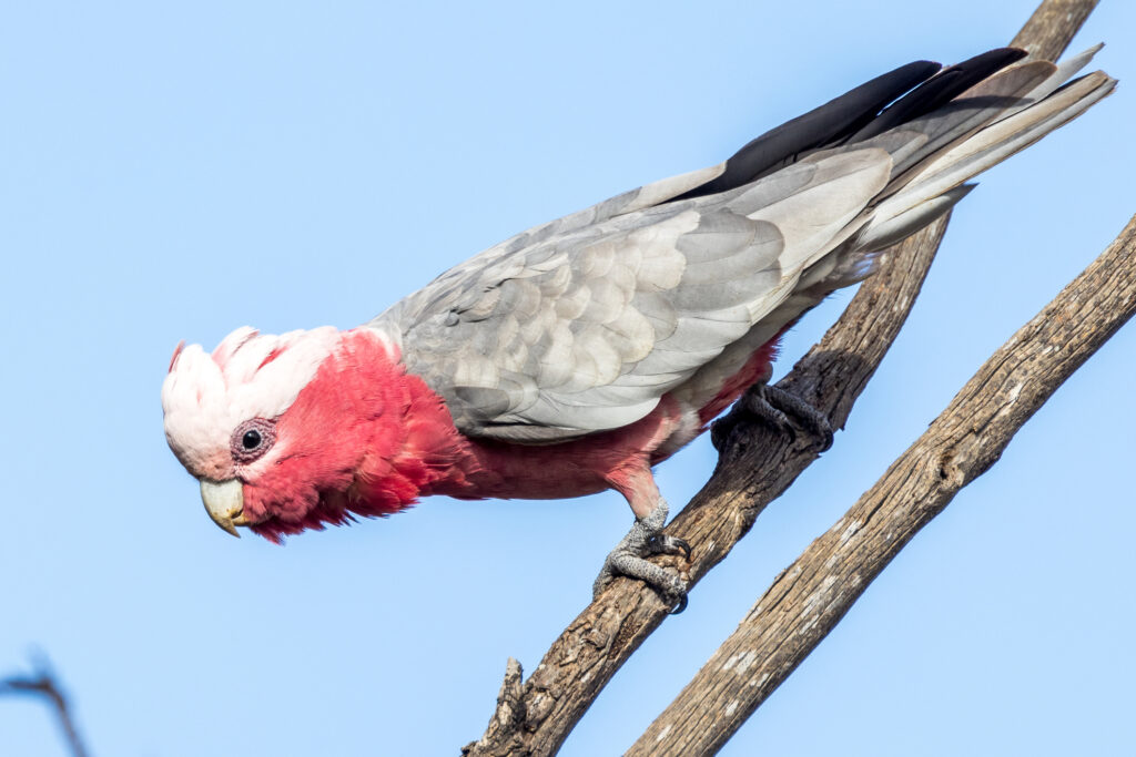 Picture of a galah cockatoo in South Australia