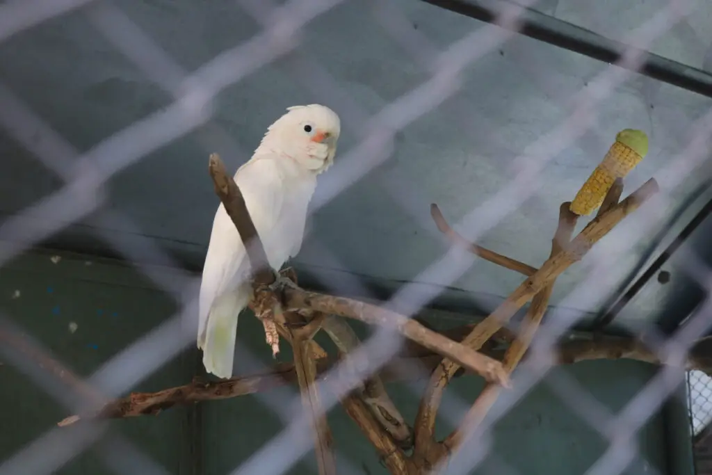 Goffins Cockatoo