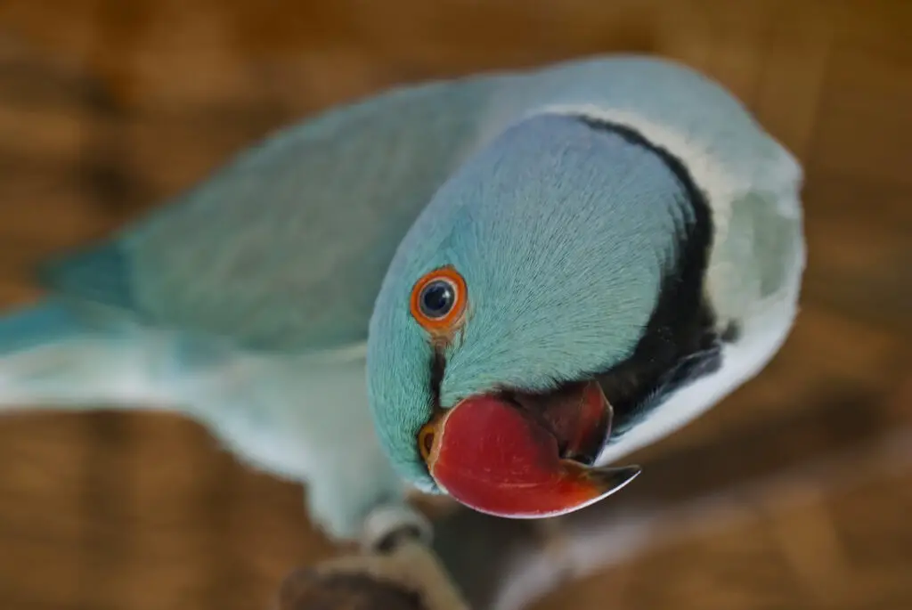Indian Ringneck parakeet staring at the camera