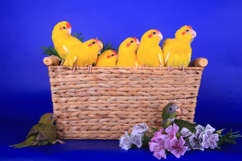 Brood of Kakariki Parrots in a basket with a yellow mutation
