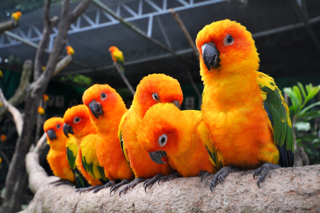 Sun Conure Aviary