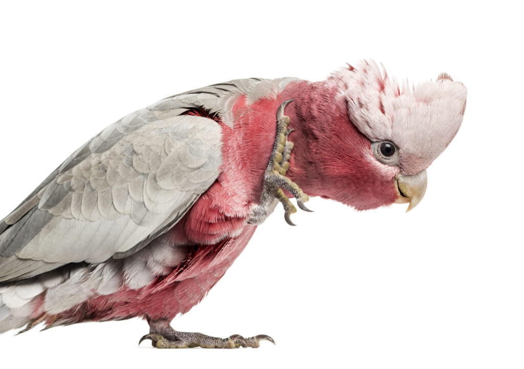 2 year old rose breasted cockatoo