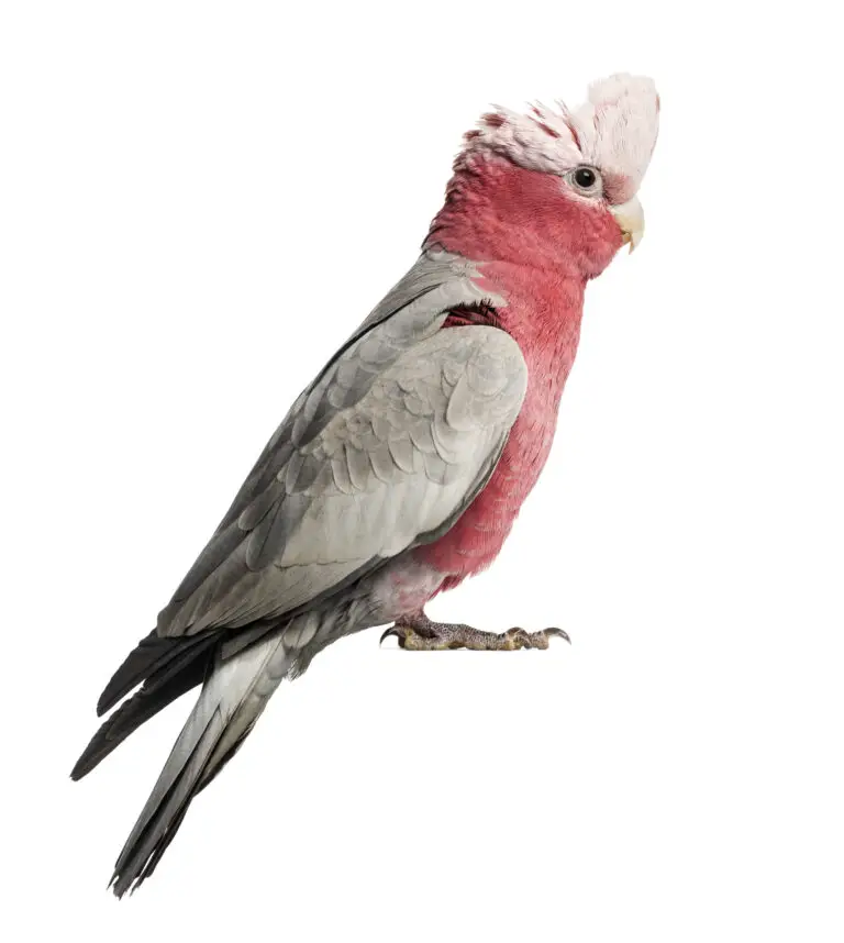 rose breasted cockatoo