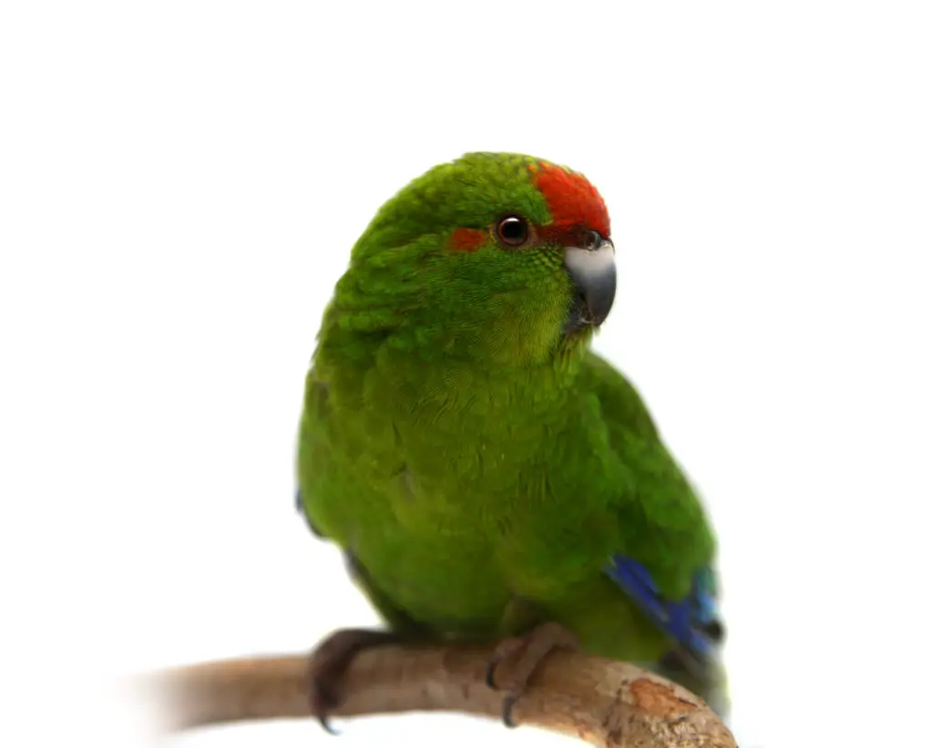 Kakariki with a green color mutation perched on a piece of wood