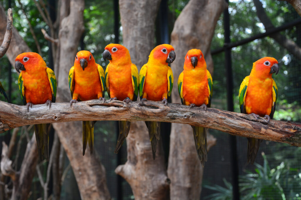 Flock of sun conures perched on a branch