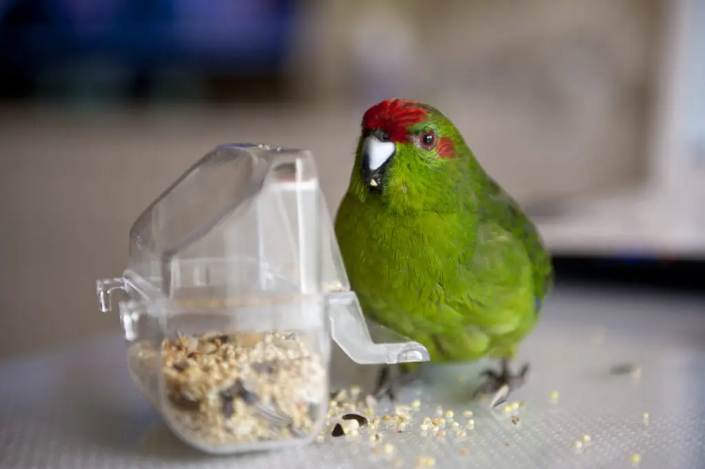 Kakariki eating seeds