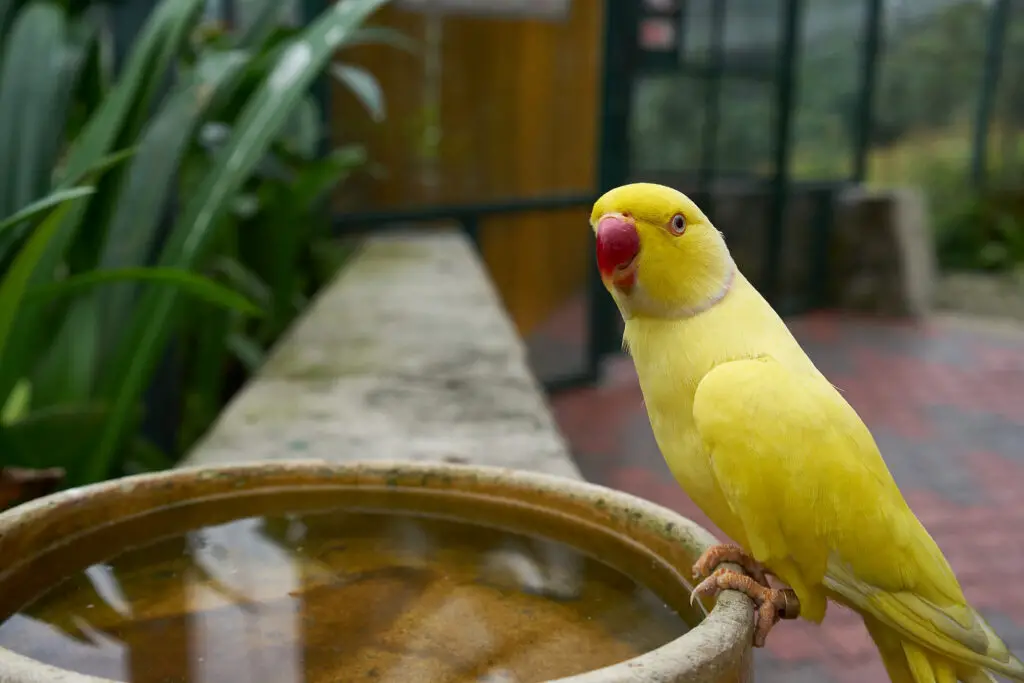 Indian ringneck parrot on a bird bath