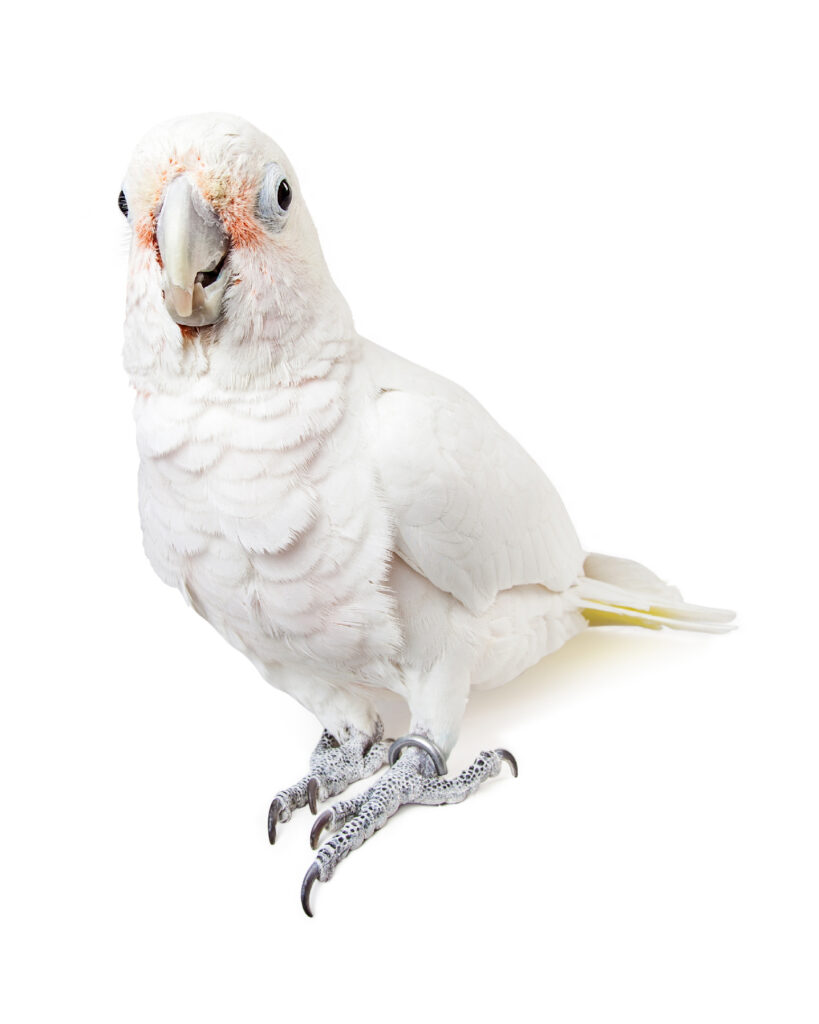 Beautiful White Goffins Cockatoo Bird Looking Forward