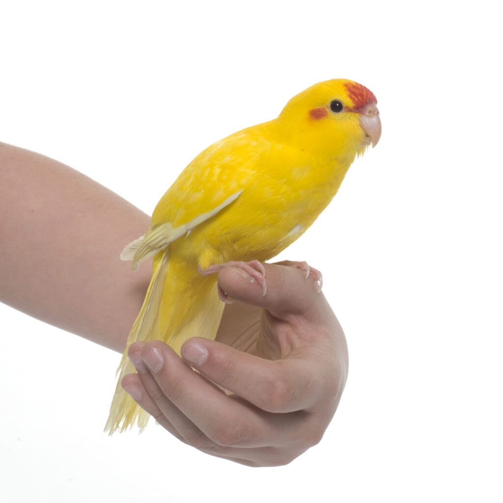 Kakariki perched in someones hand