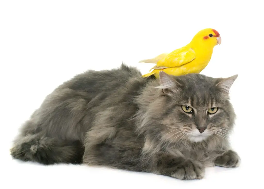 Yellow Kakariki sitting on a maine coon cat