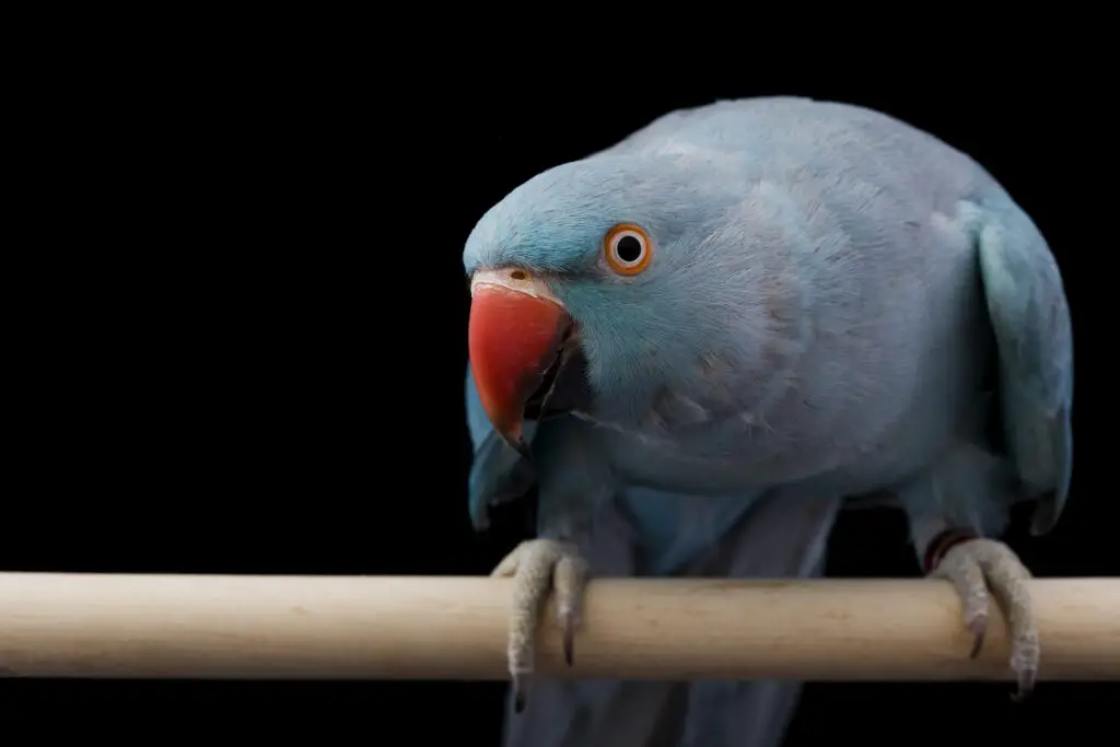 Indian ringneck parrot on a perch