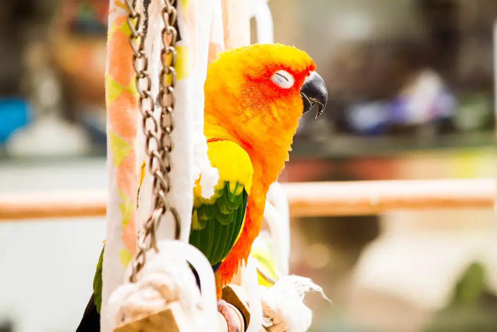 Sun Conure Sleeping