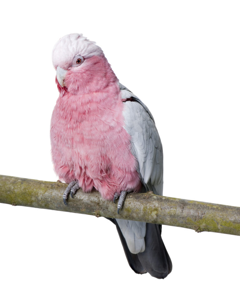 rose breasted cockatoo on a perch