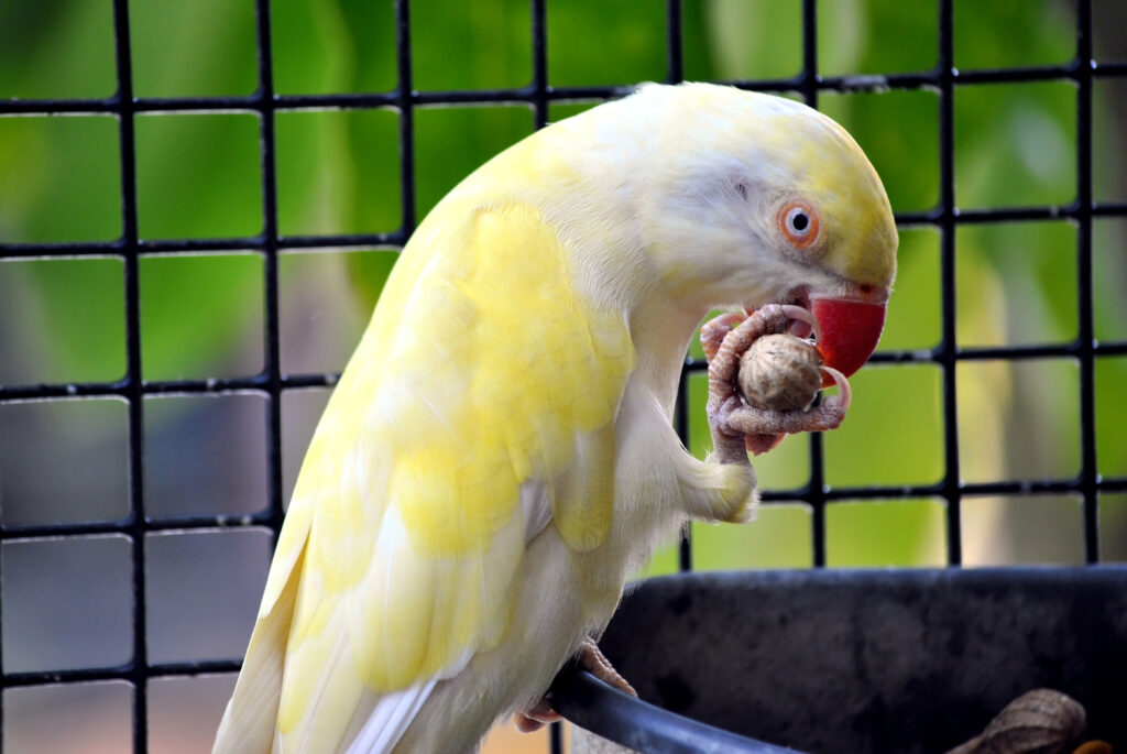 Indian ringneck parakeet eating