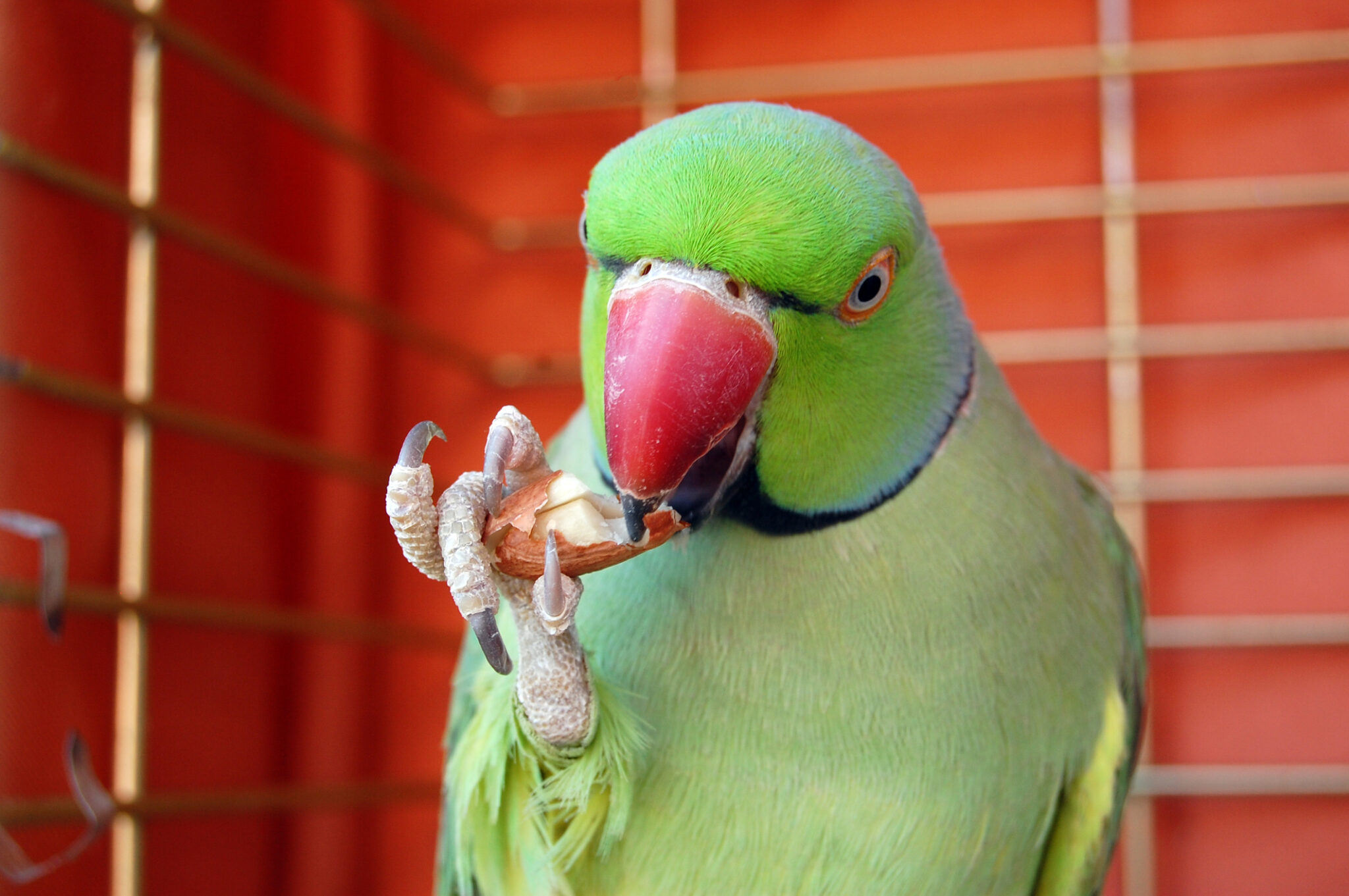 Alexandrine Parrot as a Pet: A Complete Guide | VIParrot