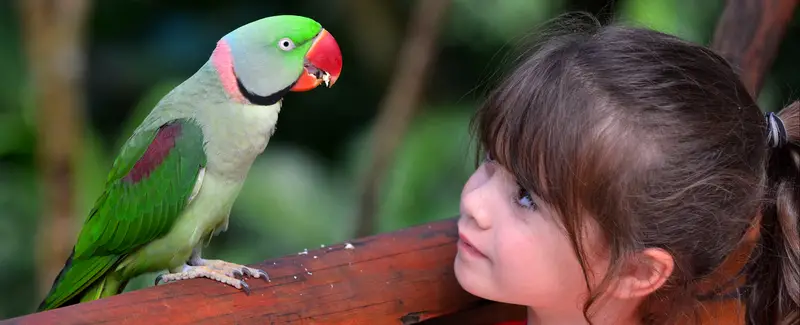 little girl looking at a Alexandrine Parakeet