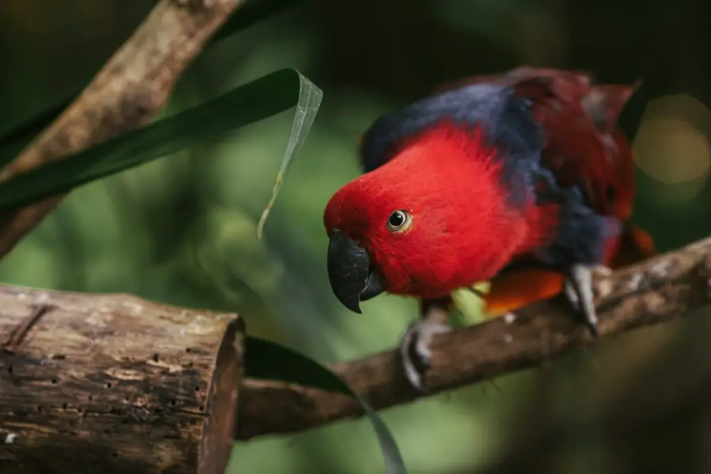 Eclectus