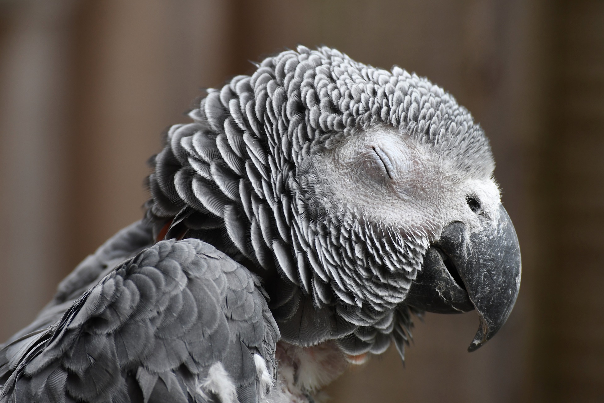 African Grey Parrot