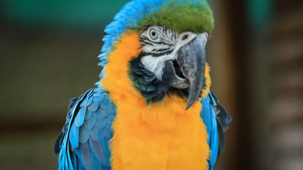 Macaw staring at the camera