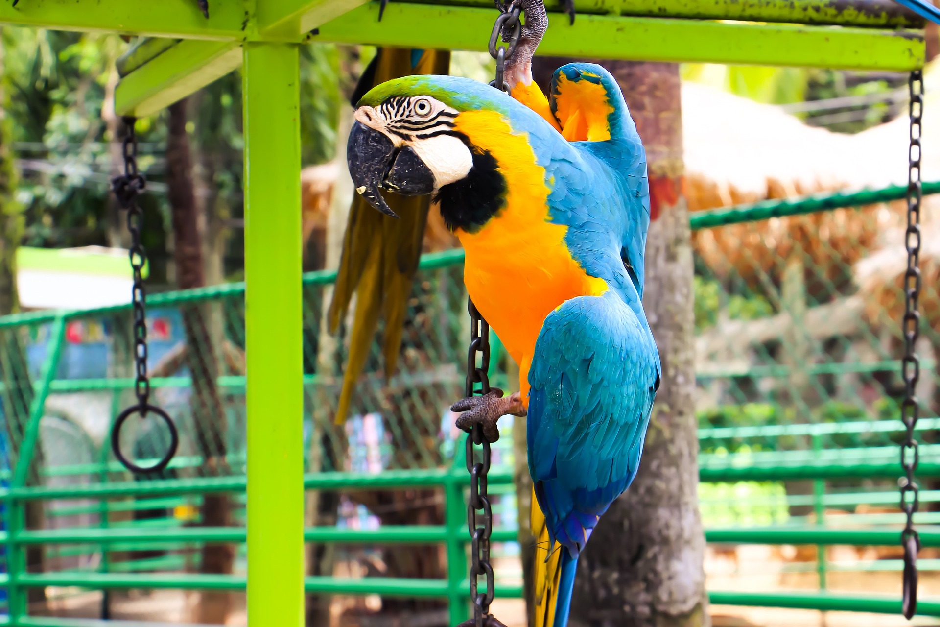 Blue and Gold Macaw