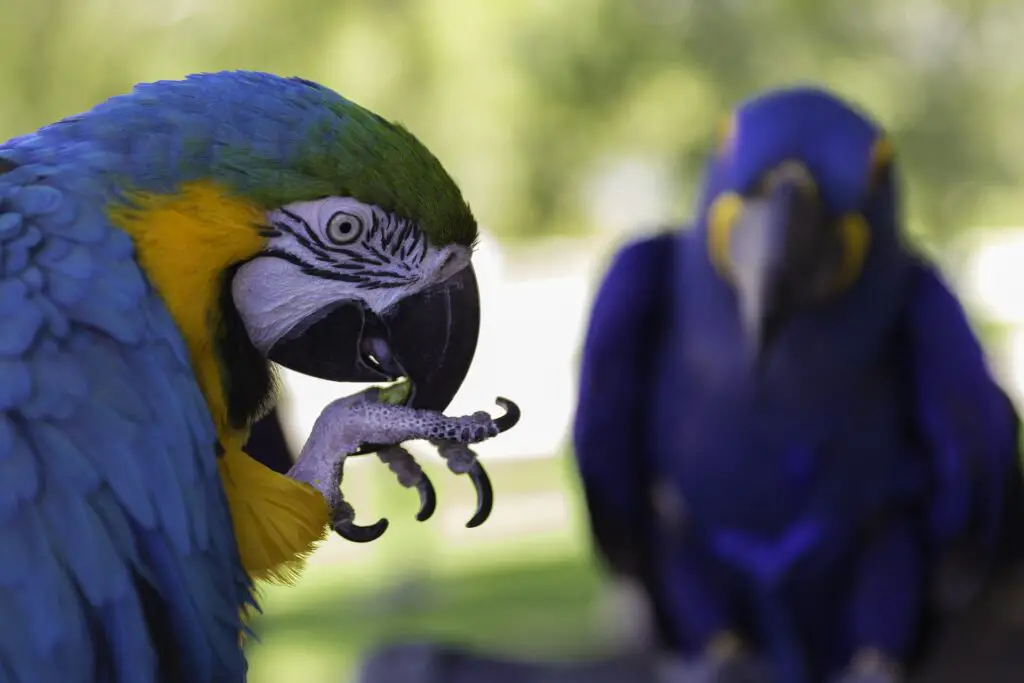 Blue and Gold Macaw