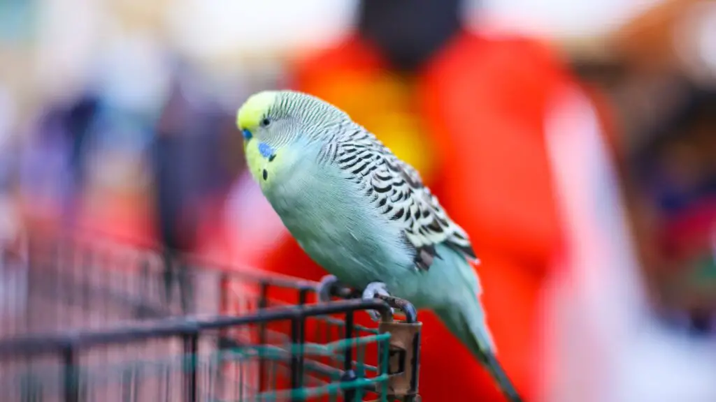 Budgie Perched