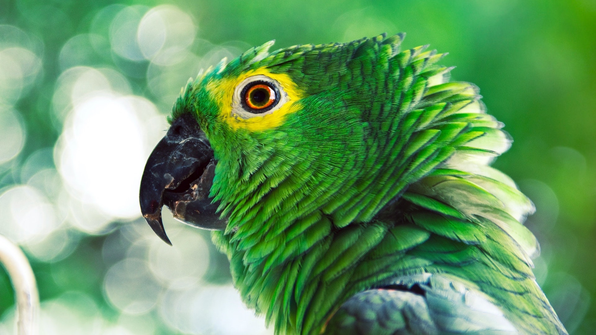 Green Parrot