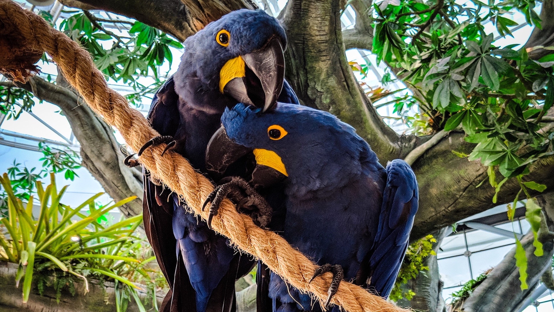 Blue Macaw