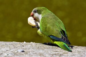 Parrot eating fruit