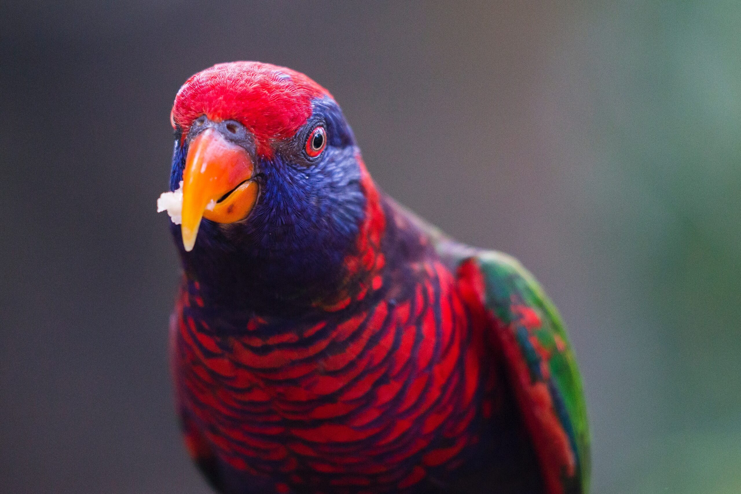 Coconut Lorikeet