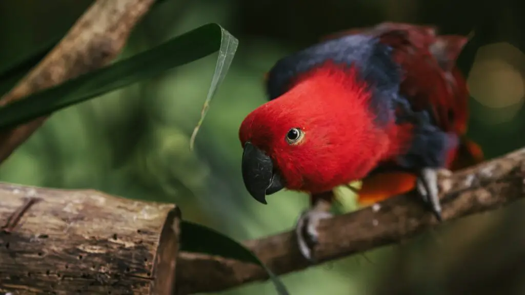 Eclectus parrot perched on a branch