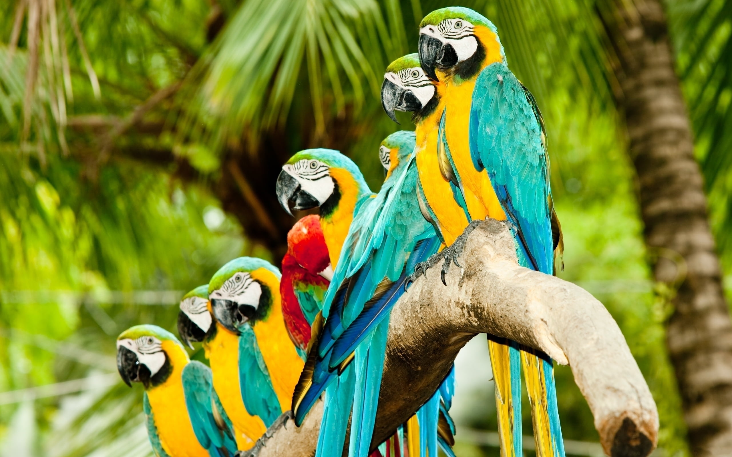 Macaws perched on a branch