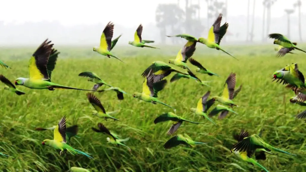 Indian Ringnecks flying