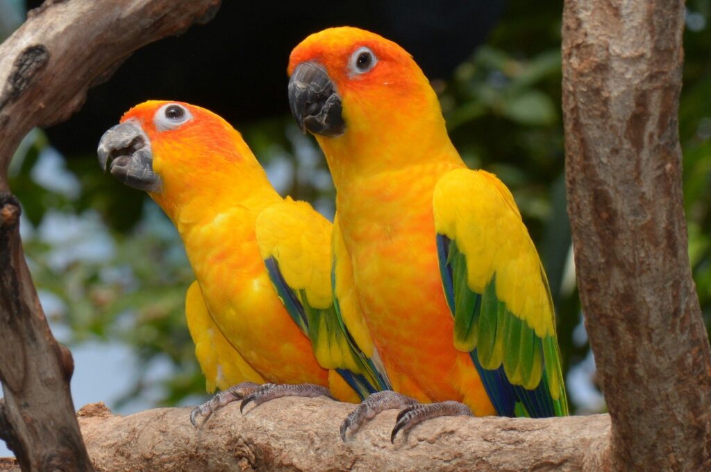 Two Sun Conures perched on a branch