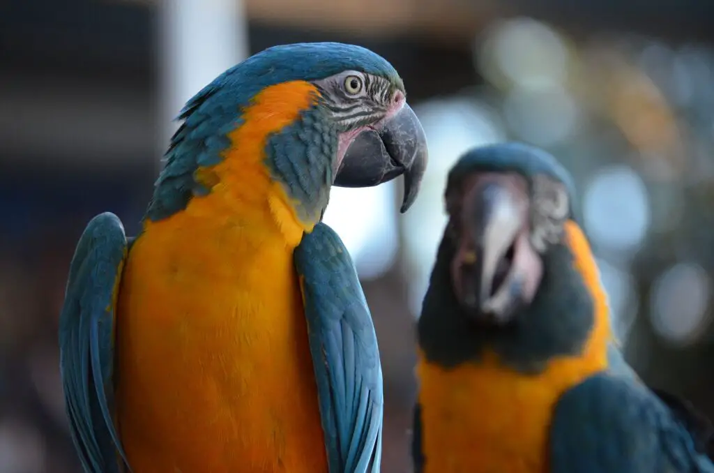 Blue Throated Macaw