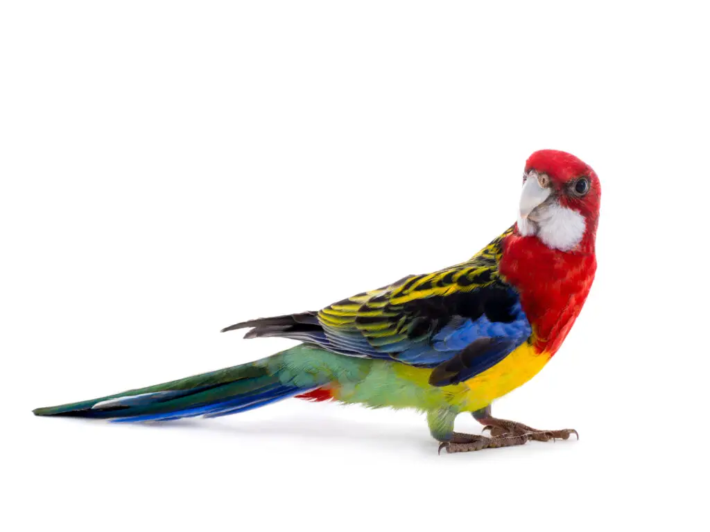 Eastern Rosella