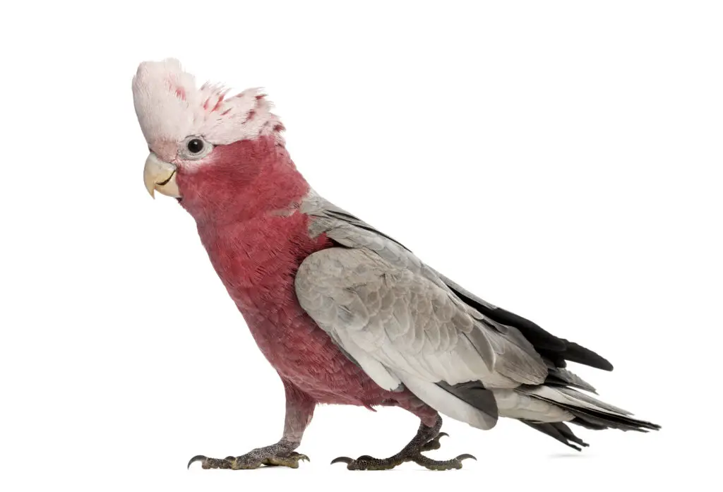 Galah Cockatoo