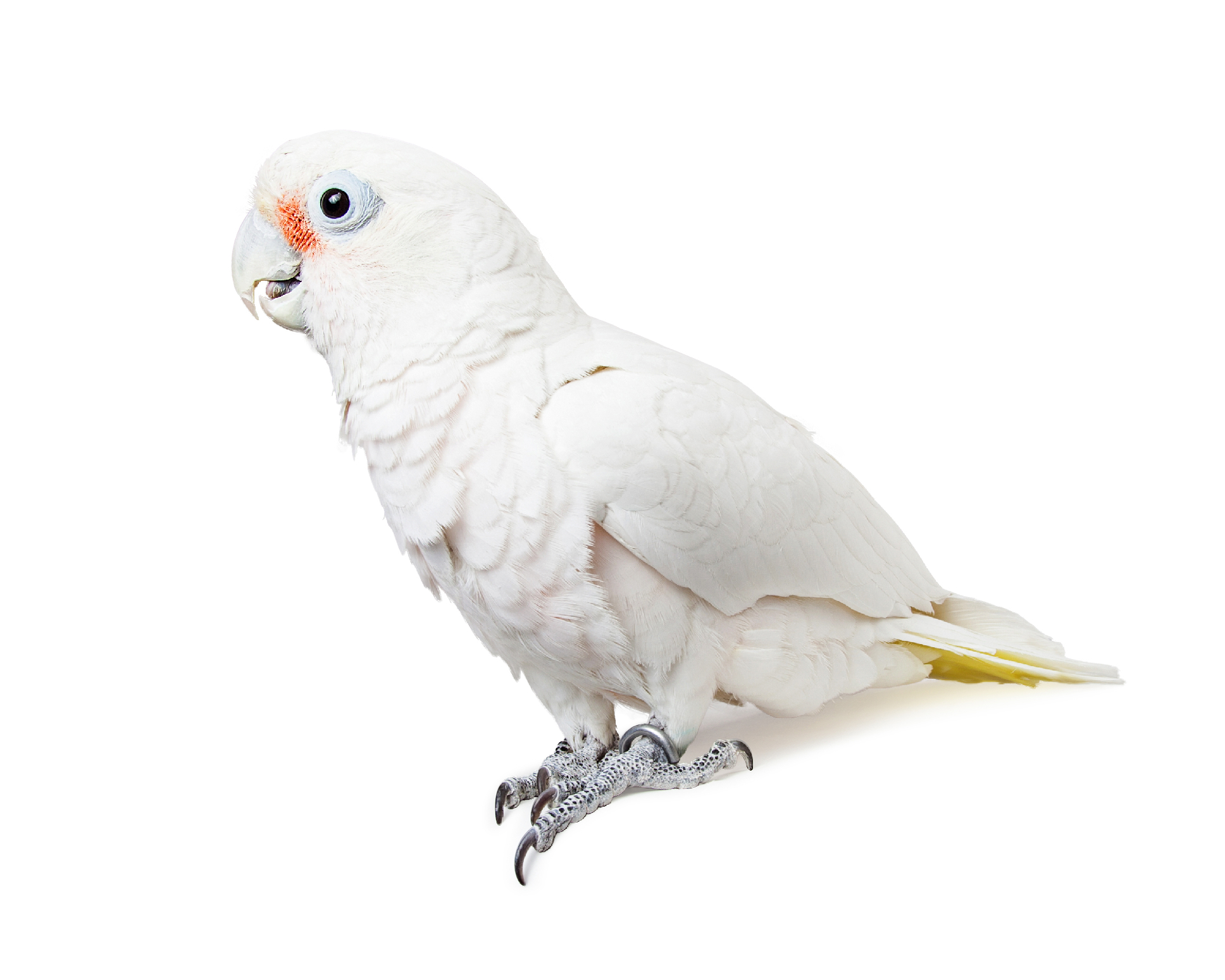 Goffins Cockatoo