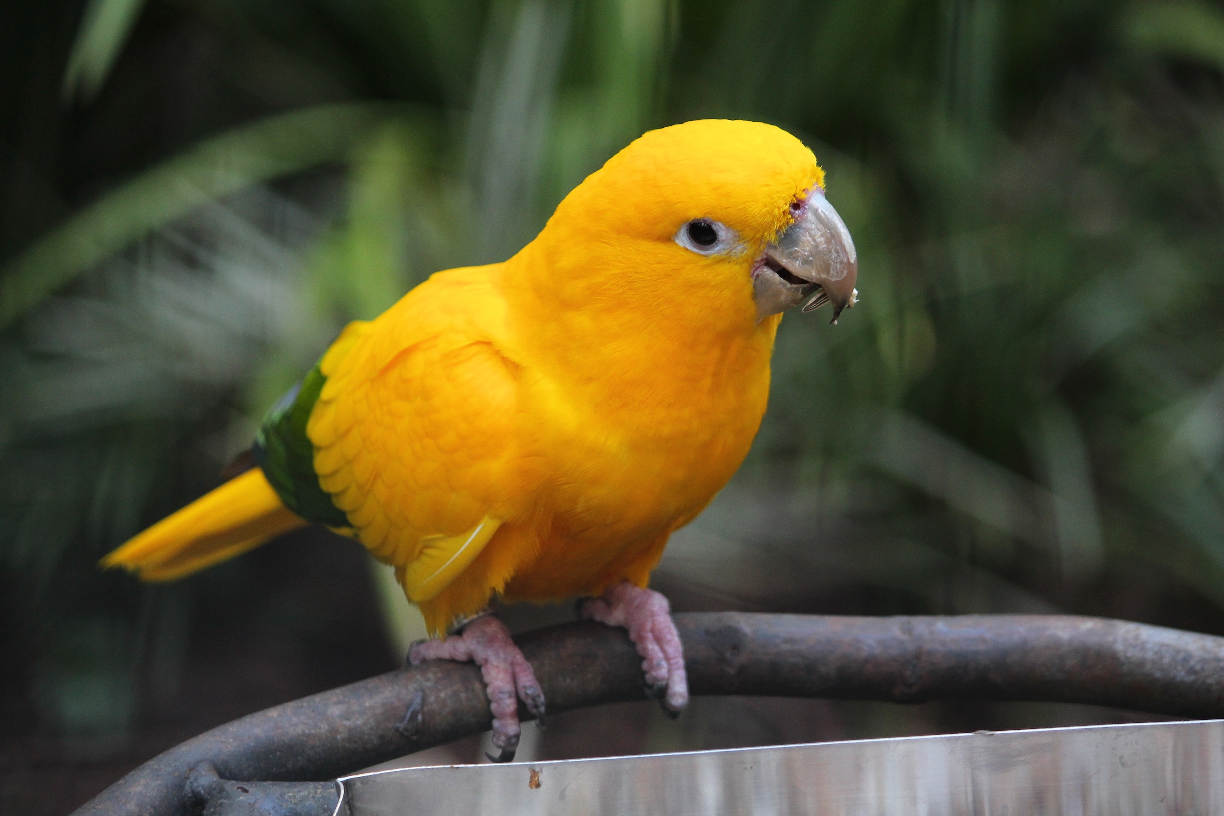 Golden Conure