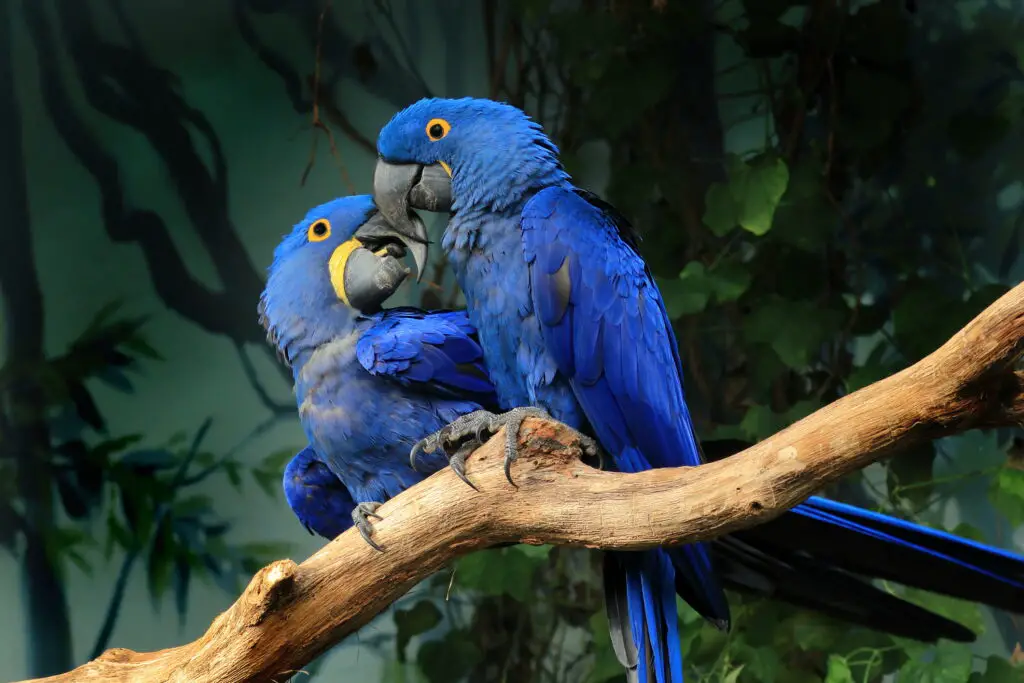 Hyacinth Macaw