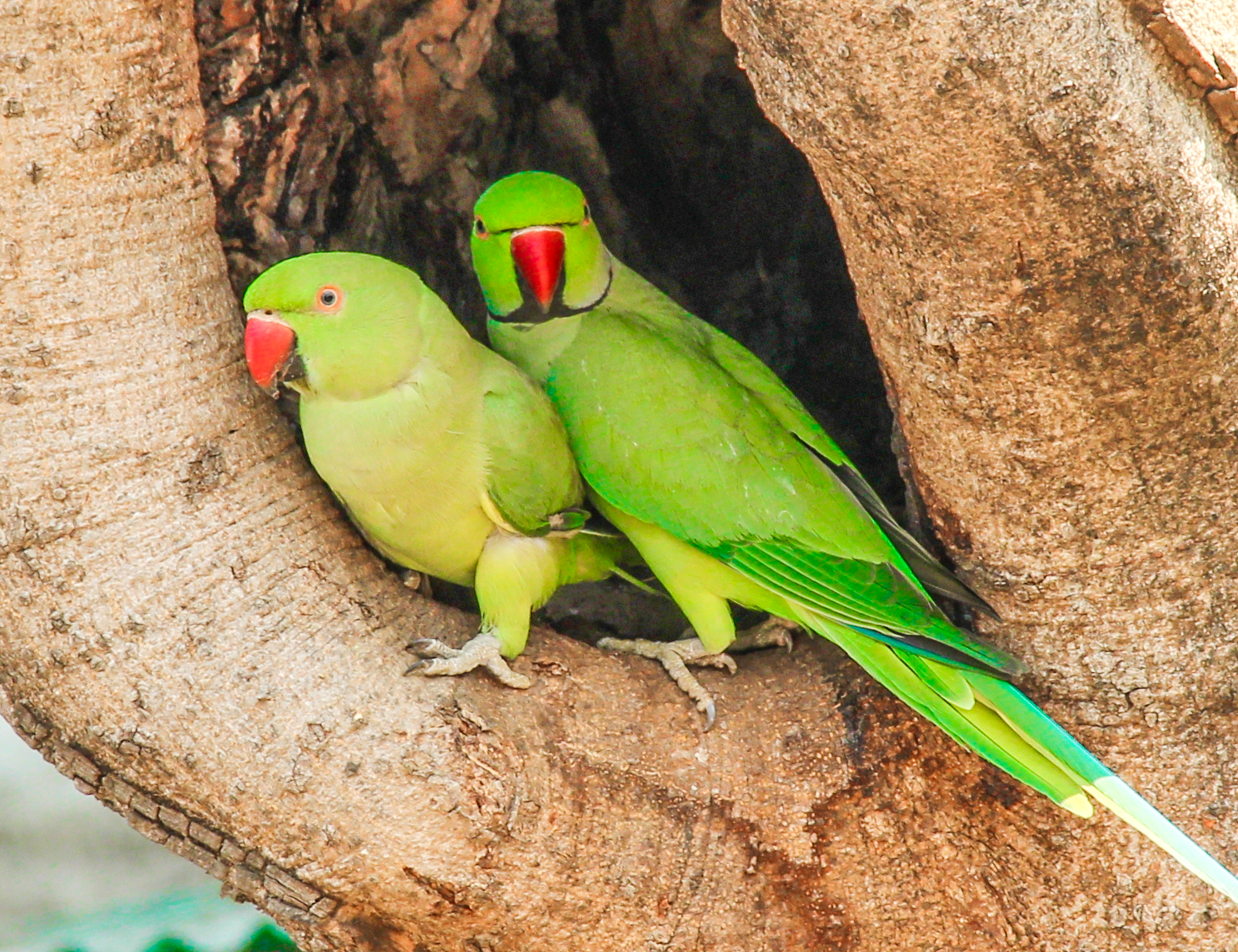 Indian Ringneck