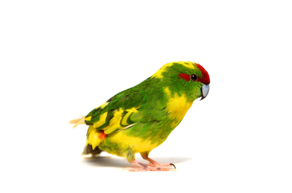 Kakariki Parrot