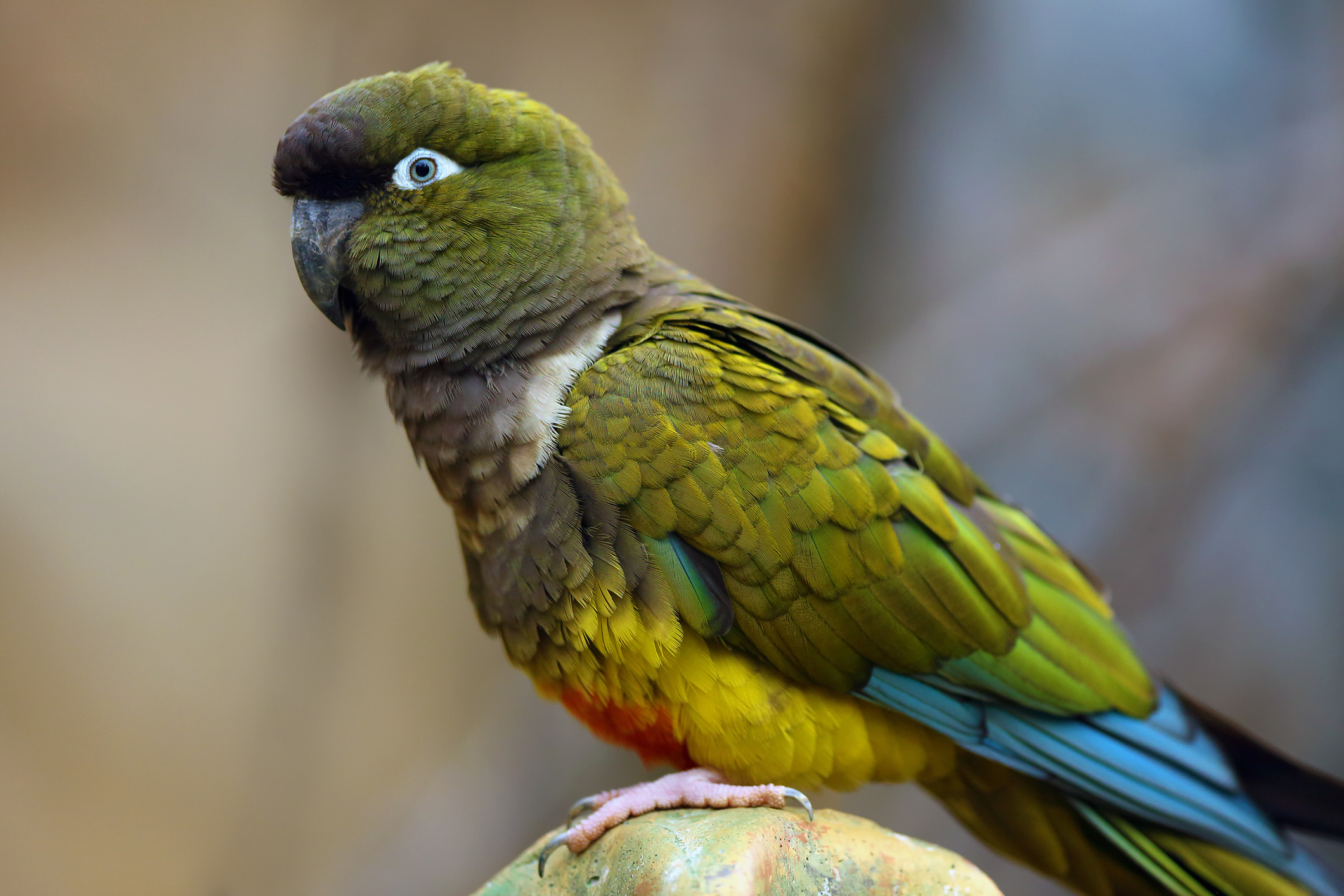 Patagonian Conure