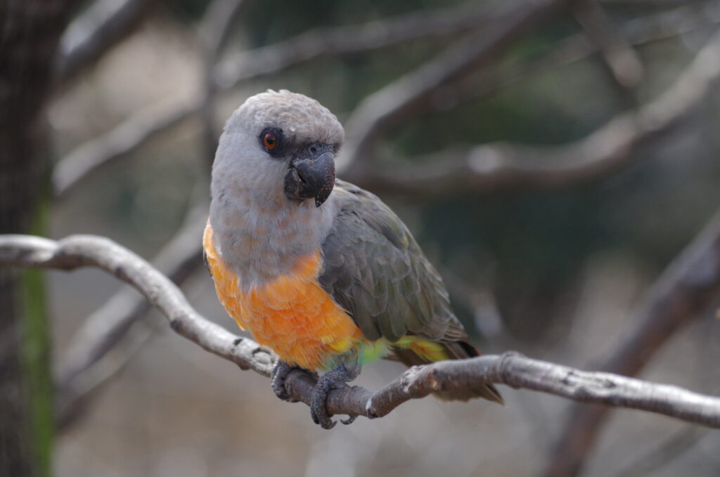 Red Bellied Parrot