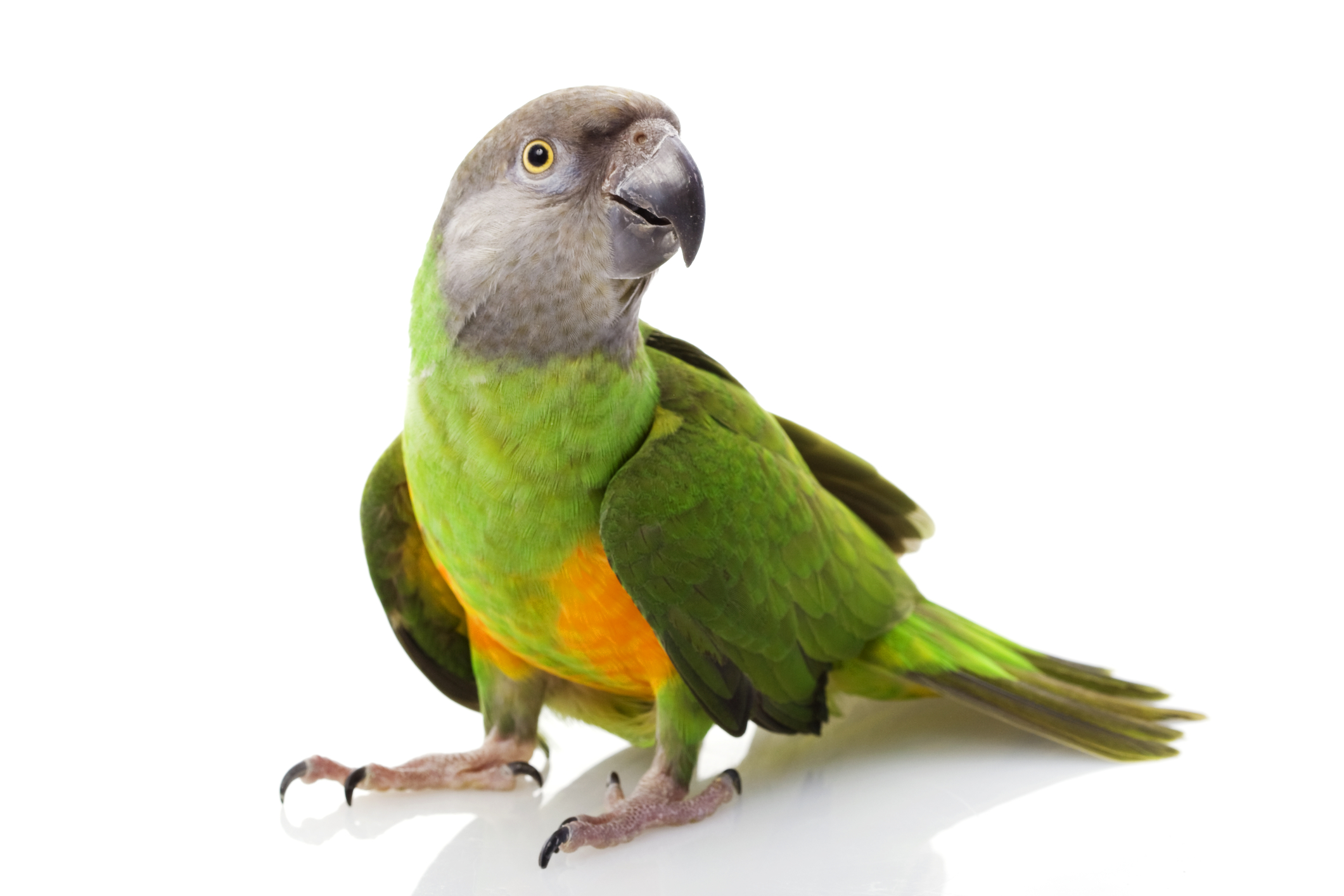 Senegal Parrot